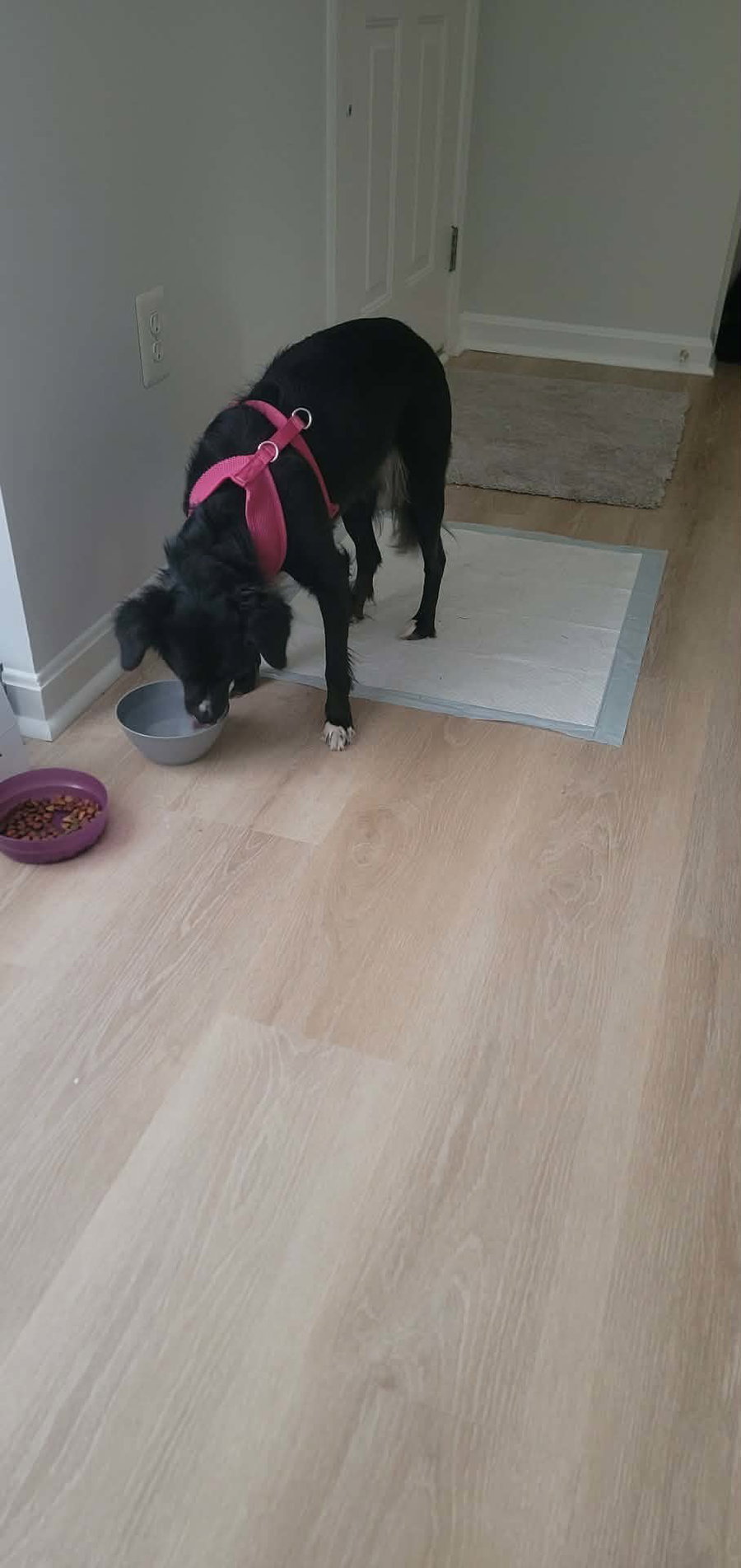 Oreo