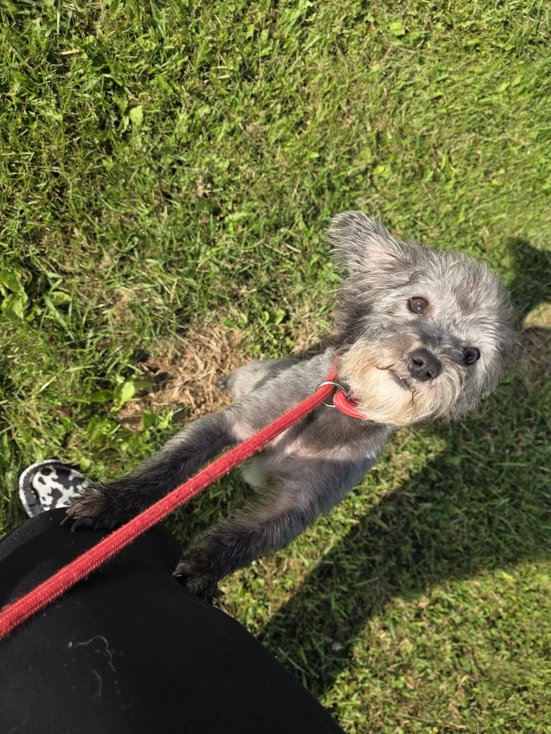 Teddy - Poodle (Miniature)