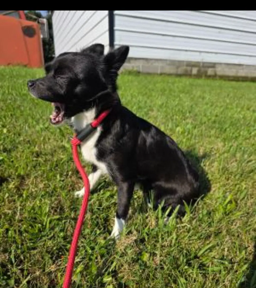 Lilly - Chihuahua
