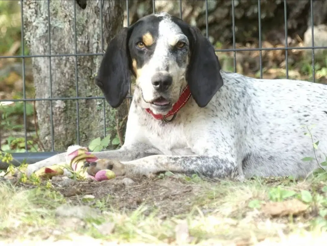 Dulcie - English Coonhound