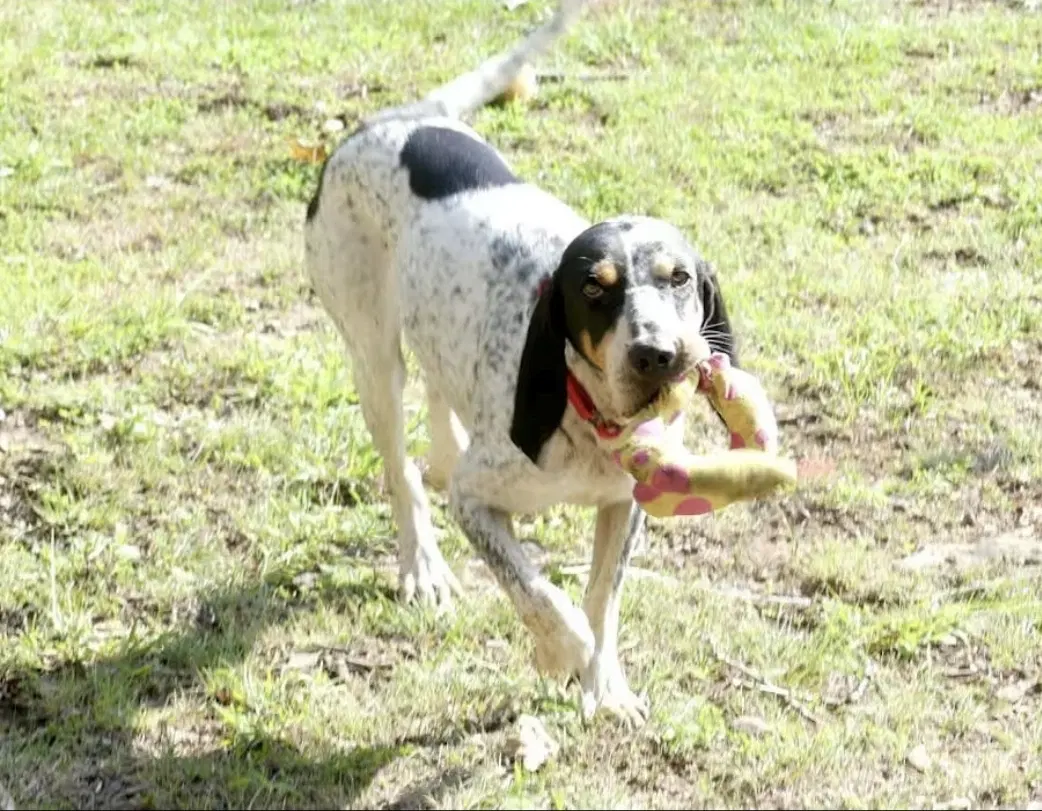 Dulcie image 2