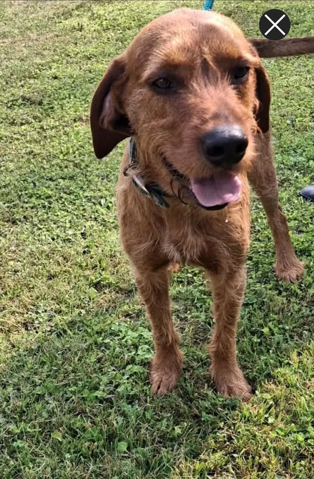 Slim Jim - Terrier