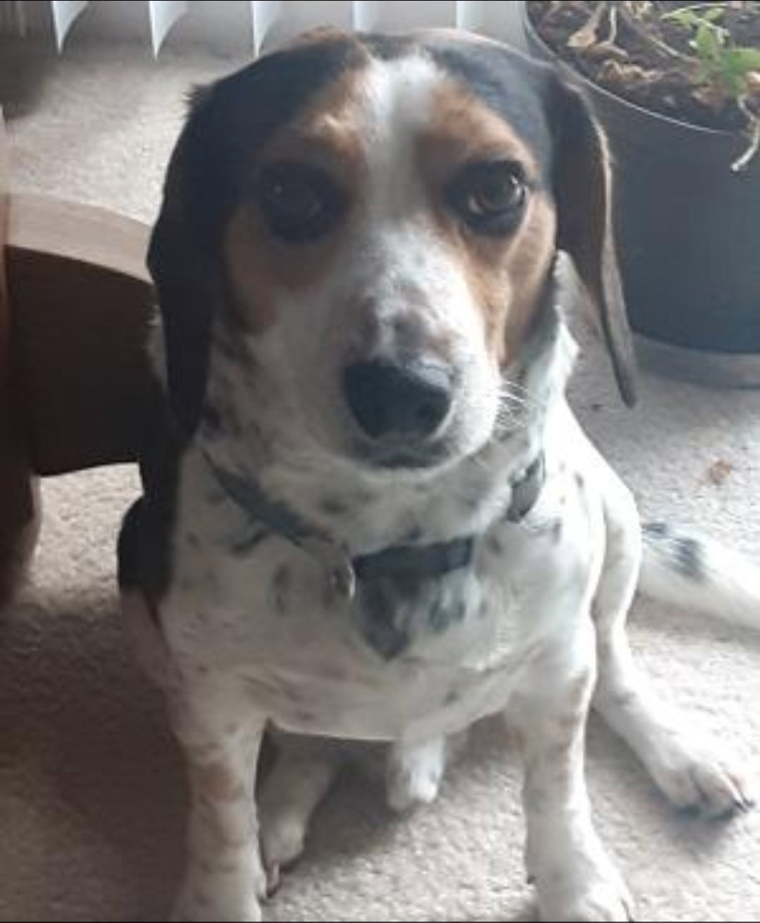 Bandit, dog