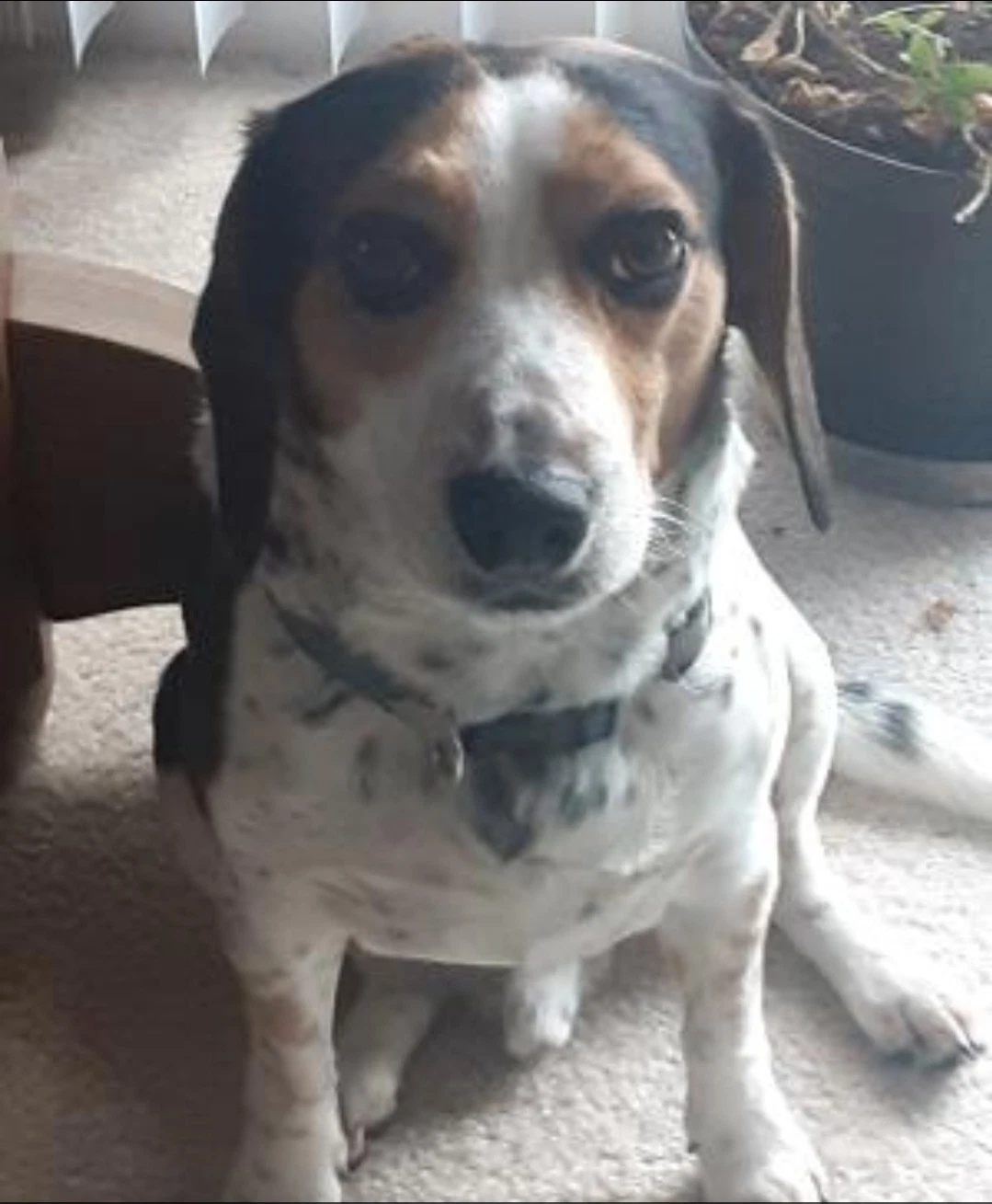 Bandit