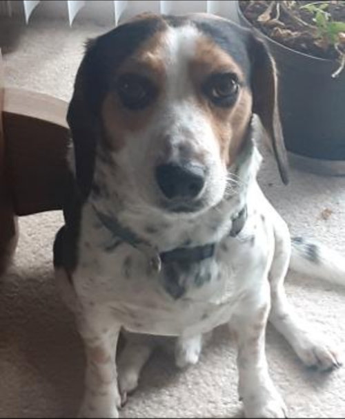 Bandit