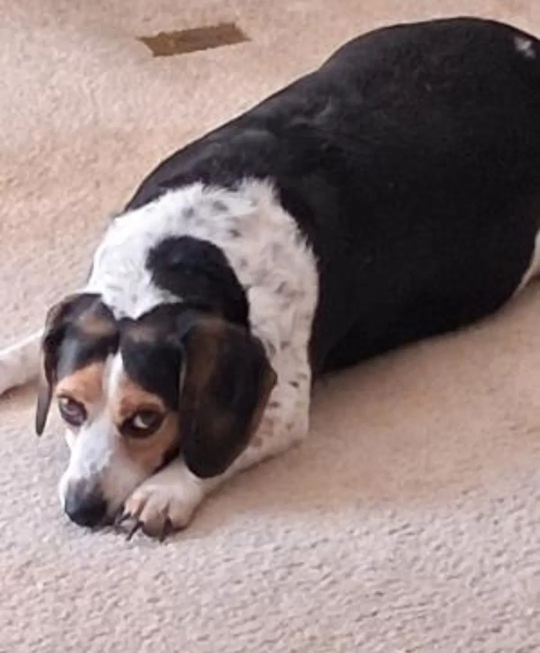 Bandit image 2