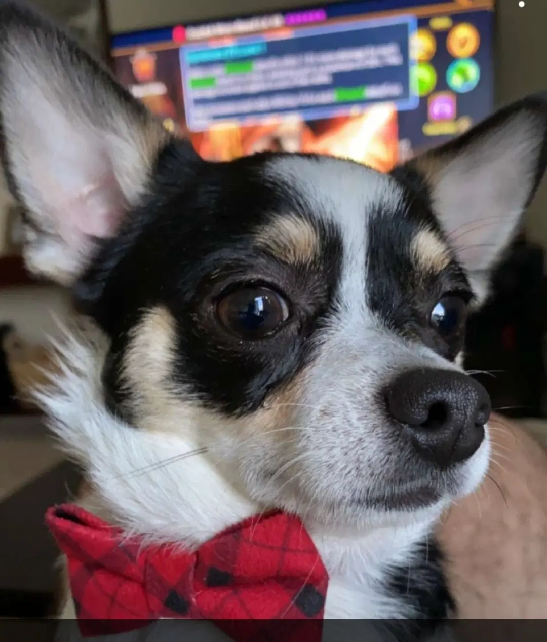 Marvin - Chihuahua