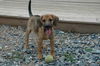 Puppy Zoom