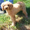 April - Cell Dog