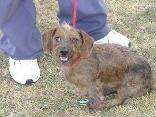 Hershey- Graduate Dog