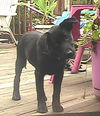 Priscilla