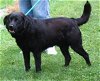 Jack Black -- Graduate Dog