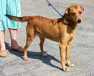 Tootie Graduate Dog