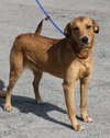 Tootie Graduate Dog