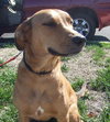 Tootie Graduate Dog