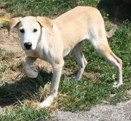 Shadow -- Graduate Dog