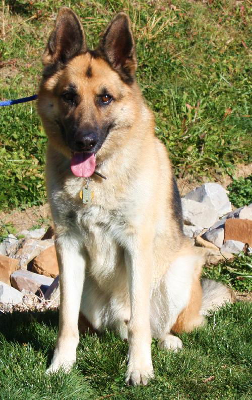 Buddy the Shep -- Graduate Dog