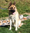 Buddy the Shep -- Graduate Dog
