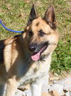 Buddy the Shep -- Graduate Dog