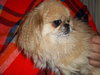 Toby Peke