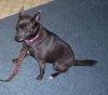 Chessie