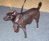 Chessie
