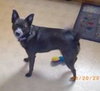 Chessie