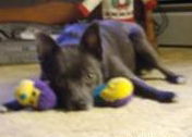 Chessie