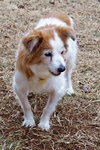 Cora