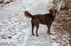 Bailey the Chocolate Dog