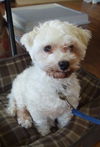 Sparky