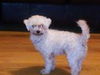 Sparky