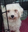 Sparky