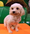 Sparky