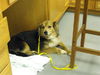 Shy Sable