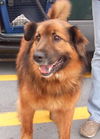 Simon