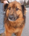 Simon