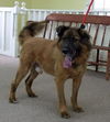 Simon