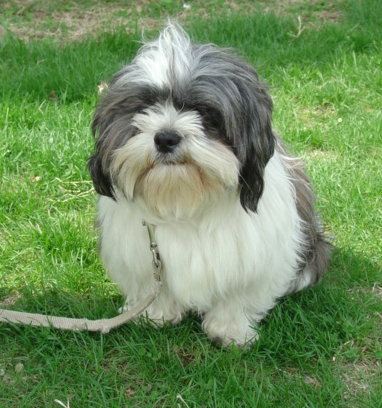 Tyko - Graduate Dog