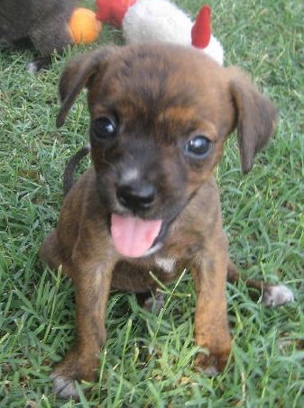 Scout