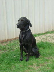 Buck - Graduate Dog
