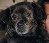 Arnie