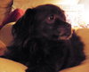Arnie