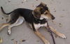 Spazalicious - Graduate Dog