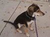 Spazalicious - Graduate Dog