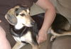 Spazalicious - Graduate Dog
