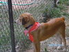 Cocoa the Retriever
