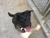 Scout