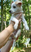 Toby