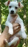 Toby